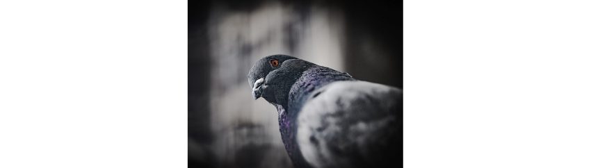 Consigna: sentidos que nos llevan al pasado. Palabras: risa / almendra / ventana / cabrón.